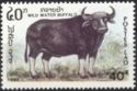 Wild Water Buffalo (Bubalus arnee)