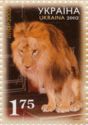 Lion (Panthera leo)