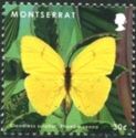 Cloudless Sulphur (Phoebis sennae)