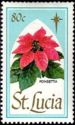 Poinsettia (Euphorbia pulcherrima)