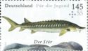 Sturgeon (Acipenser sp.)