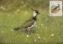 Lapwing - Vanellus vanellus