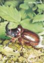 Rhinoceros beetle (Oryctes nasicornis)