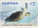 Olive Ridley Sea Turtle (Lepidochelys olivacea)