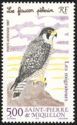 Peregrine Falcon (Falco peregrinus)