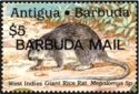 West Indies Giant Rice Rat (Megalomys sp.) - Overprinted