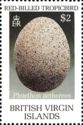 Egg of Red-billed Tropicbird (Phaeton aethereus)