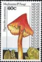 Hygrocybe acutoconica