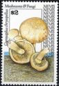 Gymnopilus chrysopellus