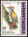 Golden-backed Woodpecker (Dendropicos abyssinicus)