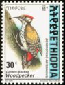 Golden-backed Woodpecker (Dendropicos abyssinicus)
