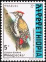 Golden-backed Woodpecker (Dendropicos abyssinicus)