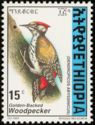 Golden-backed Woodpecker (Dendropicos abyssinicus)