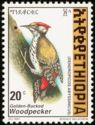 Golden-backed Woodpecker (Dendropicos abyssinicus)