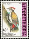 Golden-backed Woodpecker (Dendropicos abyssinicus)