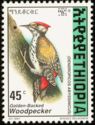 Golden-backed Woodpecker (Dendropicos abyssinicus)