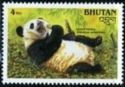 Giant Panda (Ailuropoda melanoleuca)