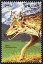 Indian Wolf (Canis lupus pallipes)