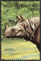 Indian Rhinoceros (Rhinoceros unicornis)