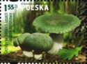Green Cracking Russla (Russula virescens)