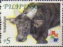 Tamaraw (Bubalus mindorensis)