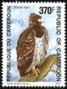 Martial Eagle (Polemaetus bellicosus)