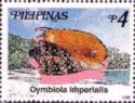 Imperial Volute (Cymbiola imperialis)
