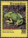 Azuay Stubfoot Toad (Atelopus bomolochos)