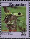 Gliding tree frog (Agalychnis spurrelli)