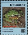 Silver Marsupial Frog (Gastrotheca plumbea)