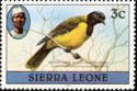 Western Black-headed Oriole (Oriolus brachyrynchus); 1982 im