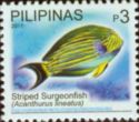 Striped Surgeonfish (Acanthurus lineatus)