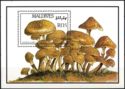Armillaria mellea