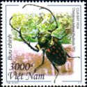 Scarab Beetle (Cheirotonus battarelli)