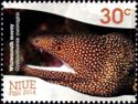 Whitemouth Moray (Gymnothorax meleagris)