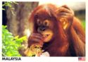 Young Orangutan