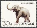 Asian Elephant (Elephas maximus)