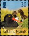 Pied Oystercatcher (Haematopus leucopodus)