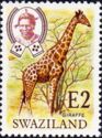 Giraffe (Giraffa camelopardalis)
