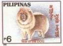 Chow-Chow (Canis lupus familiaris)