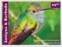 Rufous-tailed Hummingbird (Amazilia tzacatl)