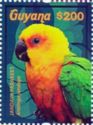 Jandaya Parakeet (Aratinga jandaya)