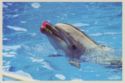 Adler. Dolphinarium