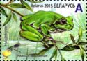 European Tree Frog (Hyla arborea)