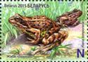 European Common Frog (Rana temporaria)