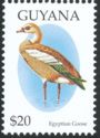 Egyptian Goose (Alopochen aegyptiaca)