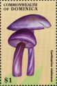 Cortinarius violaceus