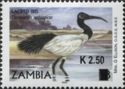 African Sacred Ibis (Threskiornis aethiopicus)