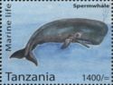 Sperm Whale (Physeter macrocephalus)
