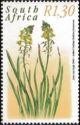 Stalked bulbine (Bulbine frutescens)